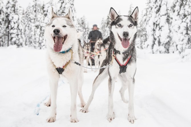 Be a Musher! Husky Tour Into the Arctic Wilderness - Meeting Details