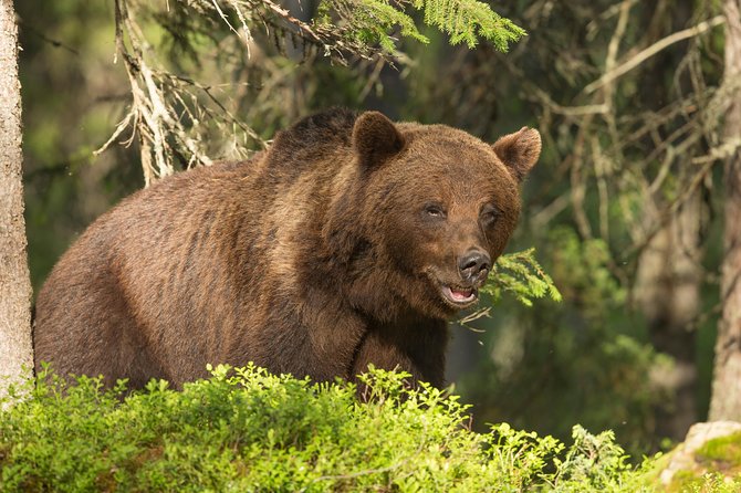 Bear Photography on Summer - Tips for Capturing Bears