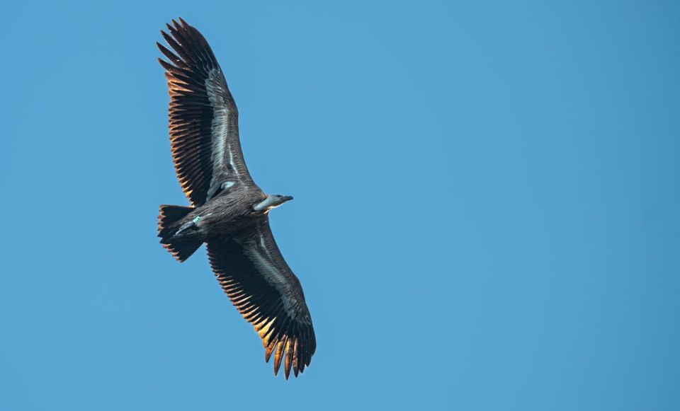 Beli - Griffon Vultures Bird Watching Boat Trip - Experience Highlights