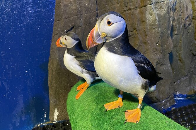 Beluga and Puffin Sanctuary Visitor Centre With Aquarium - Interactive Educational Programs