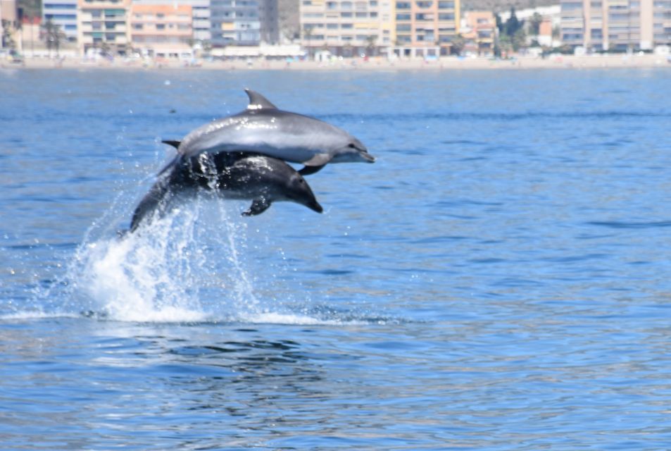 Benalmadena: Dolphin Watching Boat Tour - Activity Duration and Starting Times