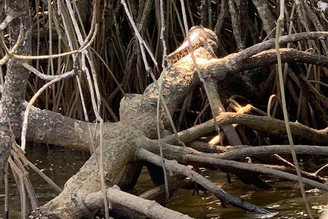 Bentota River Mangrove Forest Boat Trip (Private Tour)  - Kalutara - Inclusions