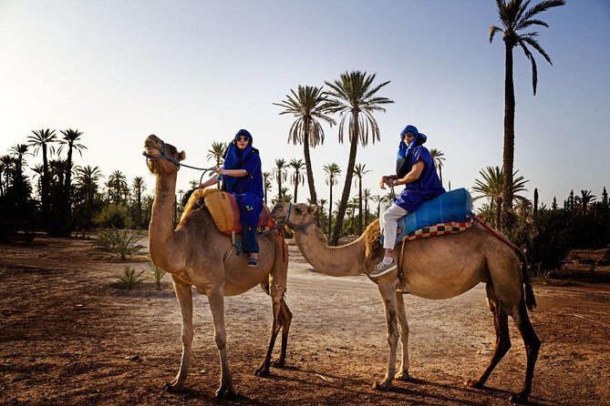 Best Sunset Camel Ride With Tea Break in the Palm Grove of Marrakech - Customer Reviews