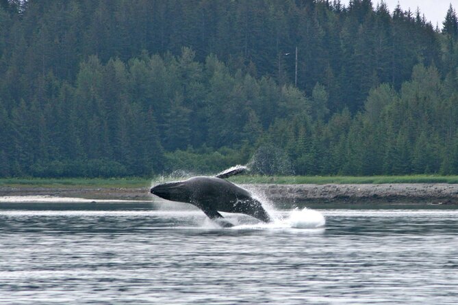 Best Whale Watching and Wildlife Shore Excursion in Sitka - Logistics Details