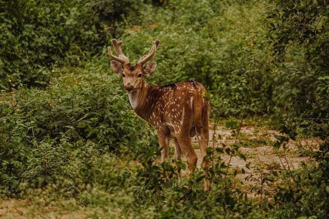 Bharatpur Bird Watching & Wildlife From Delhi - Bird Species at Keoladeo National Park