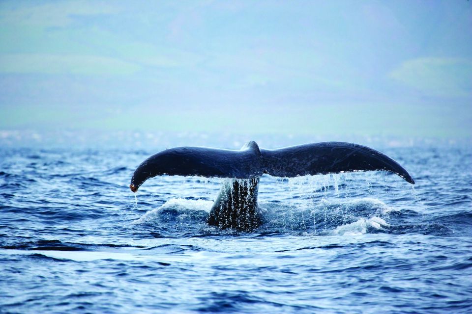 Big Island: Guaranteed Whale Watch A-Bay Waikoloa - Experience Highlights