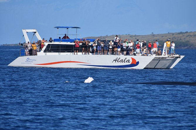 Big Island Kohala Coast Sunset Whale Watch Cruise  - Big Island of Hawaii - Customer Reviews and Feedback