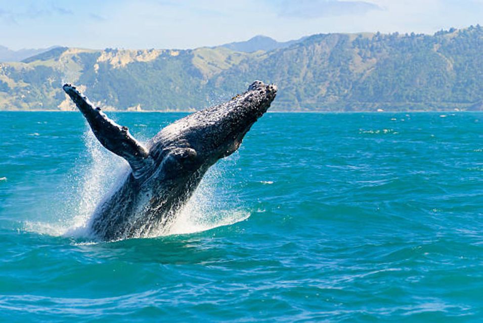 Big Island: Kona Whale Watching Tour - Catamaran Boarding Location