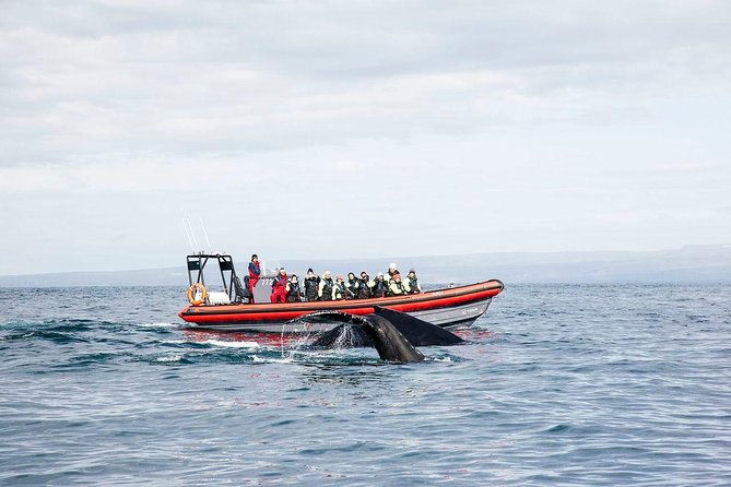 Big Whales & Puffins RIB Boat Tour From Húsavík - What To Expect