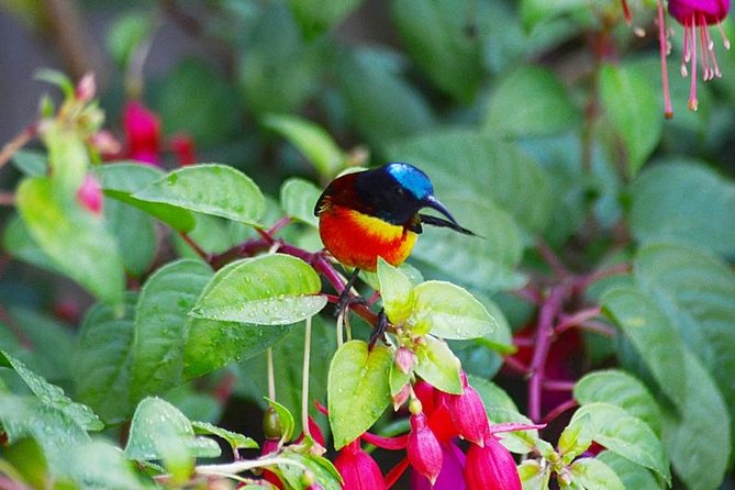 Bird Watching Doi Inthanon - Tour Arrangements Overview