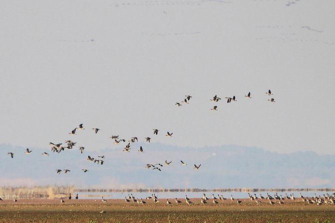 Bird Watching Tour at Wucheng Poyang Lake Nature Reserve From Nanchang - Highlights