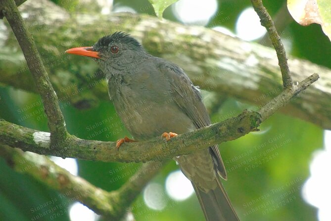 Bird Watching Tours in Sinharaja Rain Forest - Expert Guides and Equipment