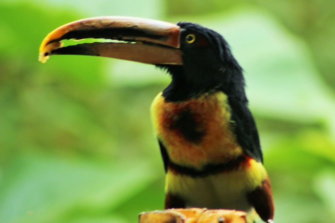 Bird Watching Tours With Sandra Plúa - Manabi, Ecuador - Logistics
