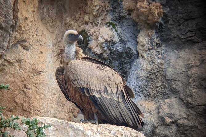 Birding Costa Del Sol Day Tour - Experience Highlights