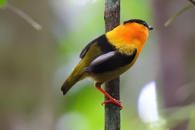 Birding in the Rainforest - Pickup Information