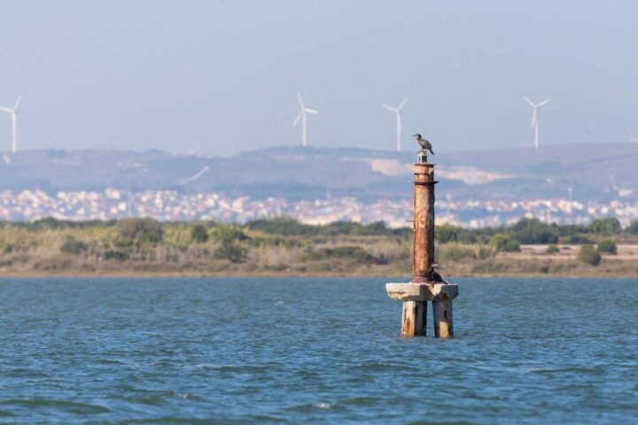 Birdwatching Boat Tour in the Tagus Estuary - Full Description