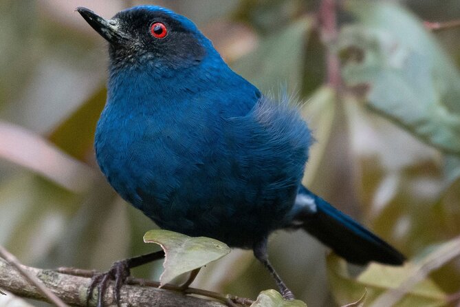 Birdwatching Day in Chingaza and Observatorio De Colibries - Expert Birdwatching Tips