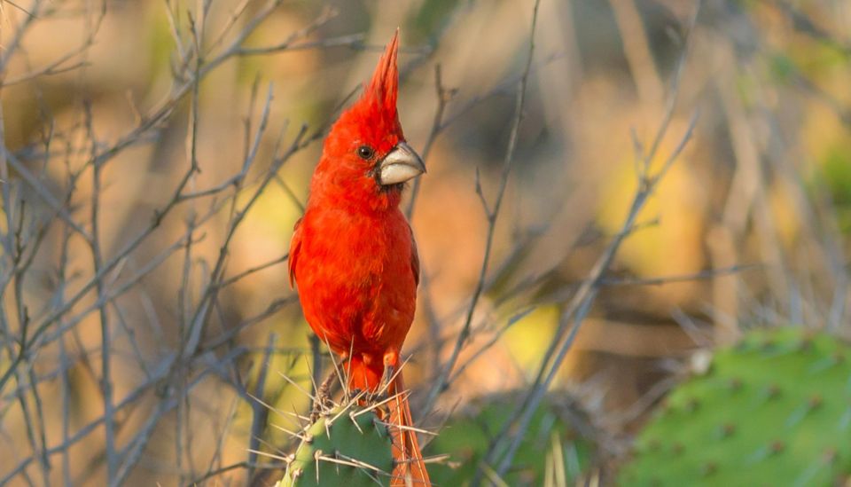 Birdwatching Holidays: 6 Day Sierra Nevada & La Guajira Tour - Booking Information