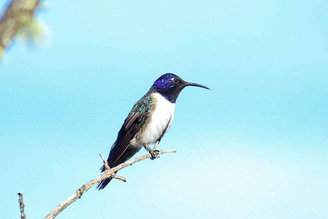 Birdwatching Tour in Cajas National Park From Cuenca - Private Guided Experience