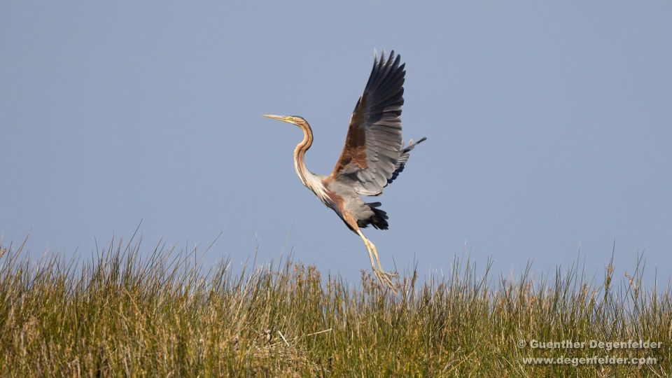 BirdWatching Tour Ria Aveiro - Experience Highlights and Refreshments