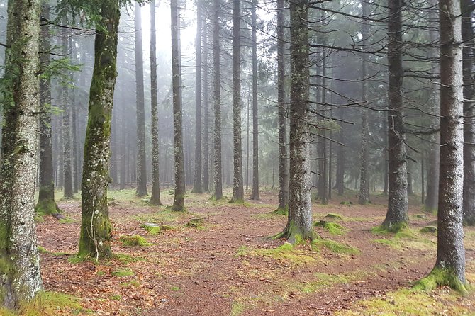 Black Forest Tour by Car: From Baden-Baden to Freiburg - Must-Visit Stops Along the Route