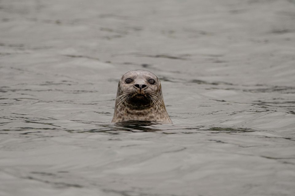 Bleik: Whale Watching Trip by Speedboat With Tea and Muffins - Experience Highlights in Bleik