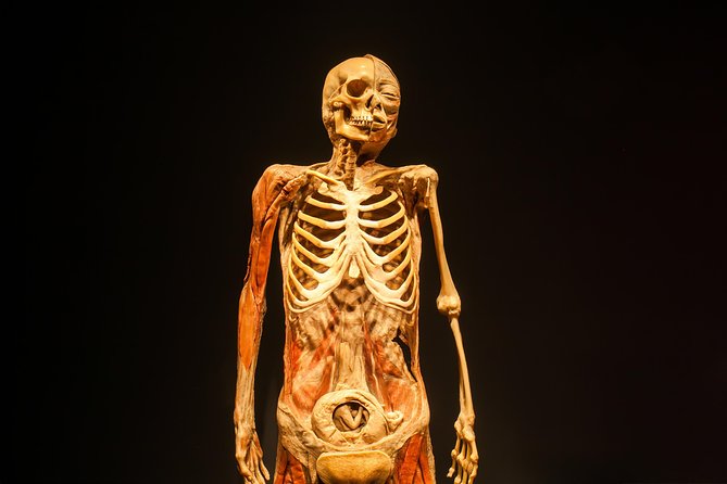 Bodies The Exhibition at the Luxor Hotel and Casino - Noteworthy Exhibit Features