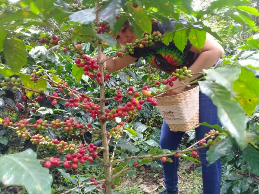 Bogotá: Colombian Coffee Tour With Farm - Tour Highlights and Itinerary