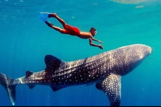 Bohol Whale Shark Encounter - Customer Reviews and Ratings