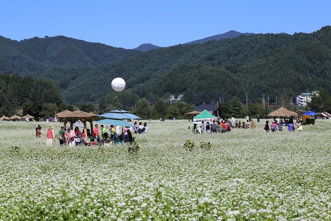 Bongpyeong Buckwheat Flower FestivalPyeongchang Zinnia Festival - Location Details