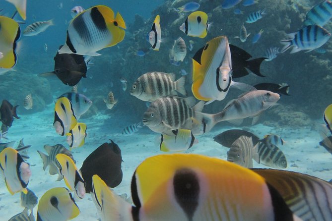Bora Bora Lagoon Snorkeling Tour by Private Boat - Cancellation Policy