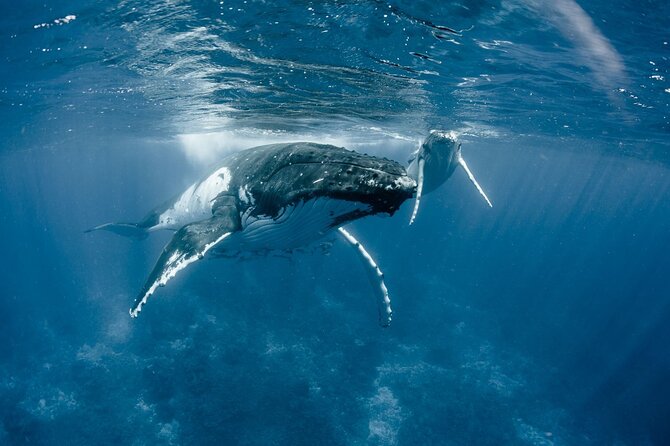 Bora Bora Whale Watching - Cancellation Policy