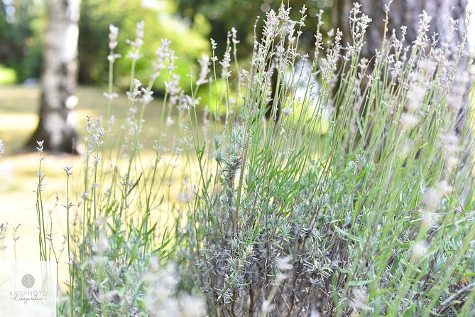 Botanical Photo Tour in Parco San Grato Lugano With Contest - Contest Information