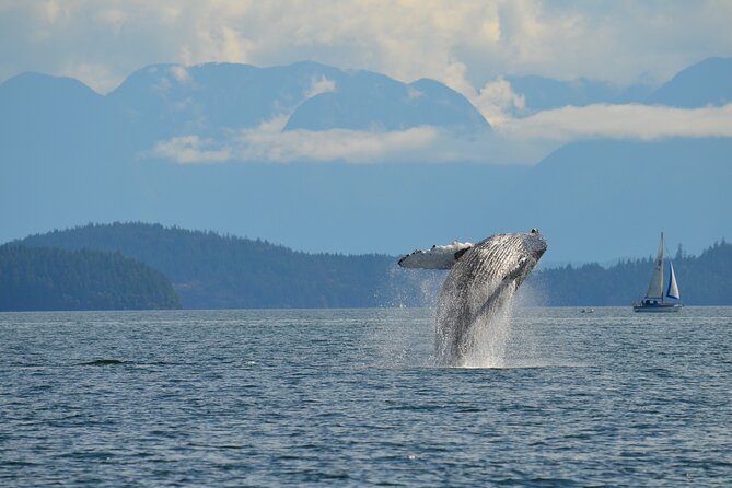 British Columbia: Salish Sea Half-Day Whale and Wildlife Tour  - Vancouver Island - Wildlife Sightings