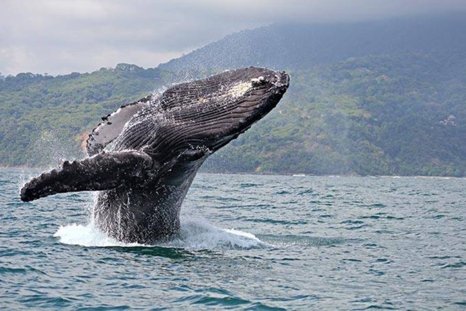 Buenaventura: Pacific Coast Whale Watching Tour - Whale Watching Experience