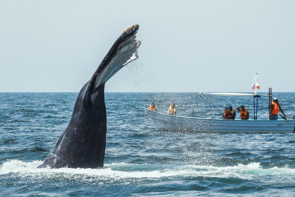 Buenaventura: Whale Watching Trip With Overnight Stay - Flexible Booking Options