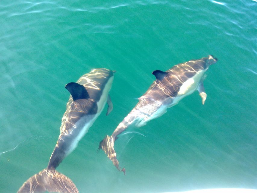 Cabanas De Tavira: Dolphin Watching Boat Tour - Experience Highlights