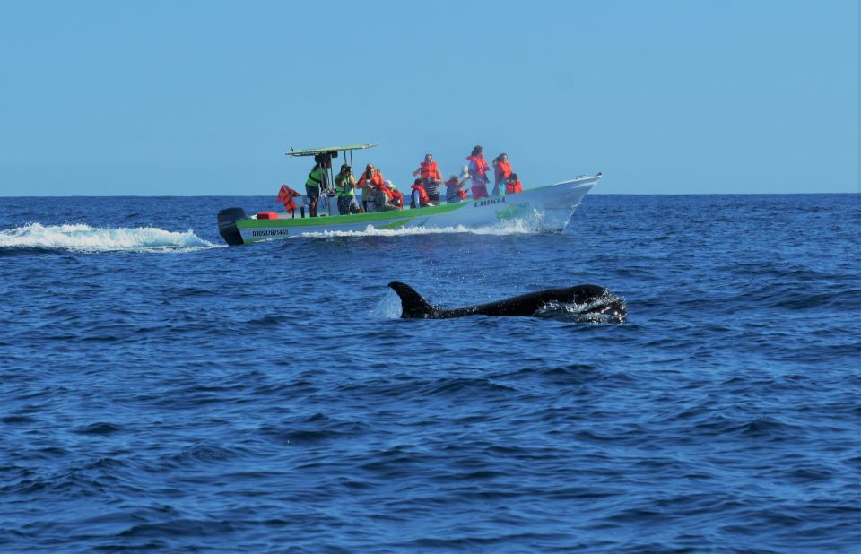 Cabo: 2-Hour Whale Watching Boat Ride With Free Pictures - Experience Highlights