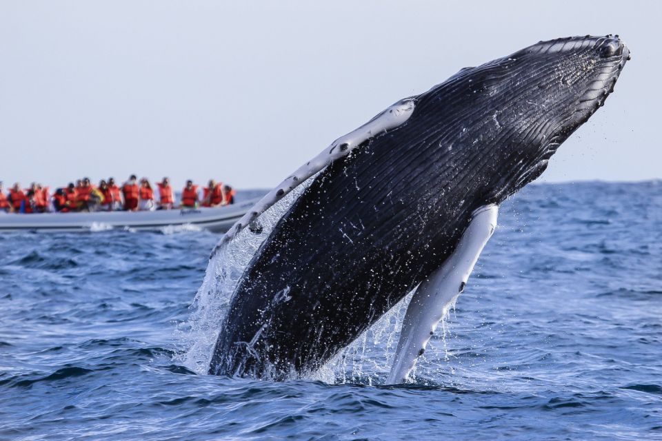 Cabo San Lucas: 2-Hour Whale Watching Adventure - Review Summary From Previous Visitors