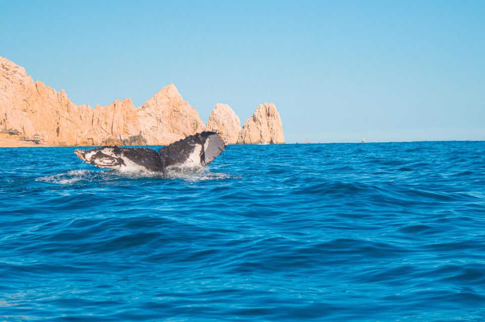 Cabo San Lucas: Arch Boat Tour Whale Watching Safari - Inclusions