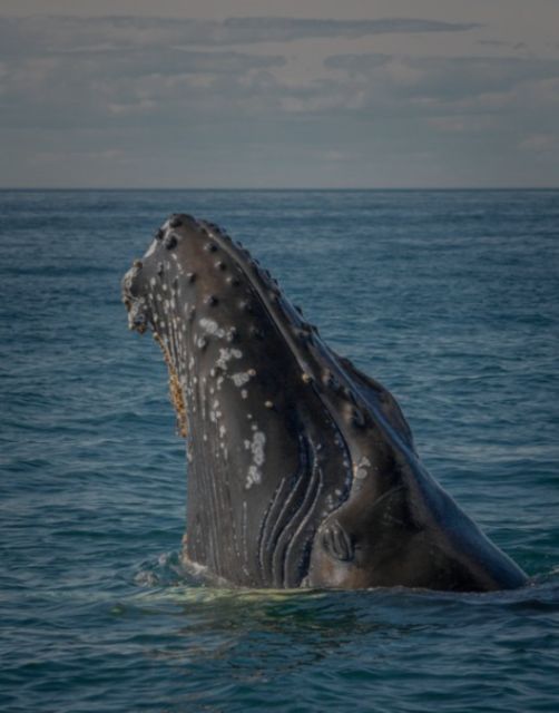 Cabo San Lucas: Humpback Whale Watching Experience - Experience Highlights