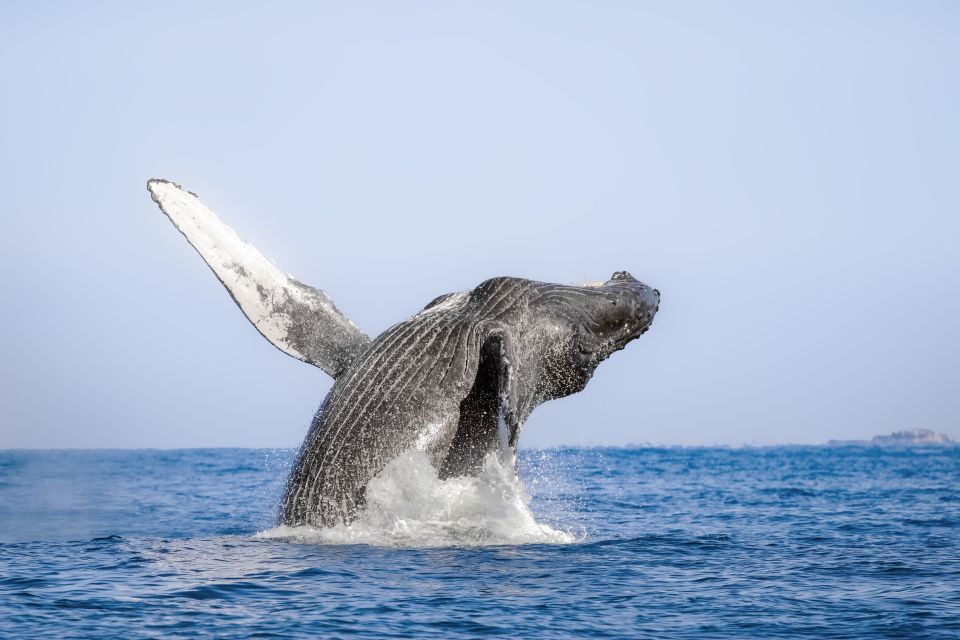 Cabo San Lucas: Luxury Catamaran Whale Watching Experience - Experience Highlights
