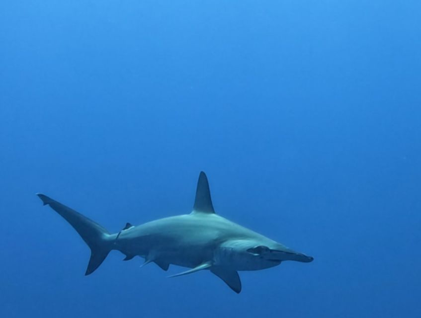 Cabo San Lucas: Shark Snorkeling Adventure - Experience Highlights