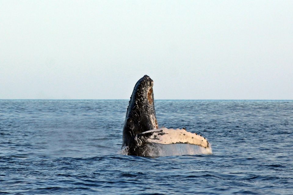 Cabo San Lucas: Whale Watching Experience on Catamaran - Whale Watching Highlights