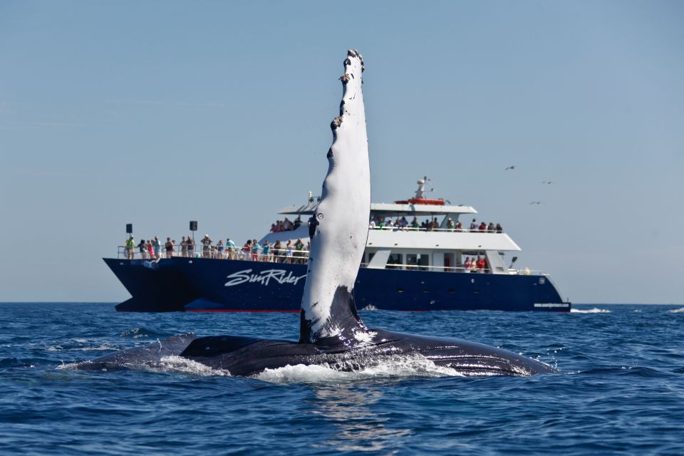 Cabo San Lucas: Whale Watching Tour With Buffet & Open Bar - Experience Highlights