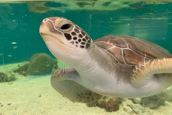 Cairns Aquarium General Admission and Turtle Hospital Tour - Response and Feedback