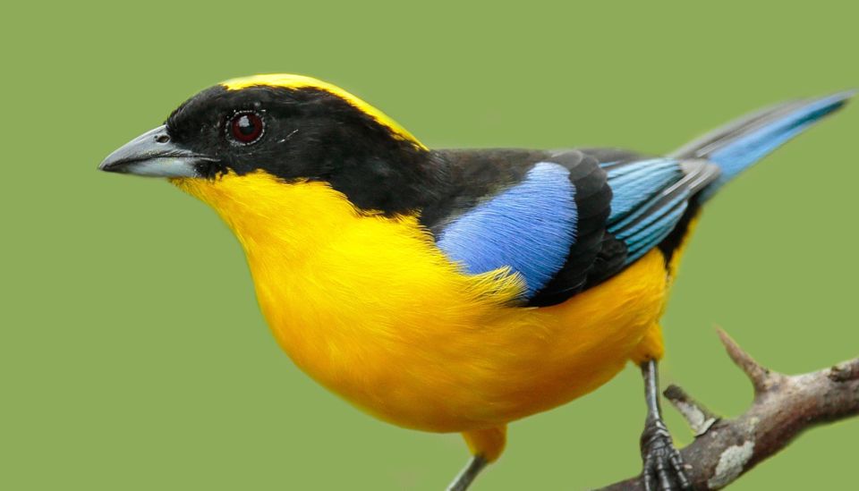 Cali Birdwatching: 4 Days of Feathered Marvels - Educational Wildlife Talks and Exploration