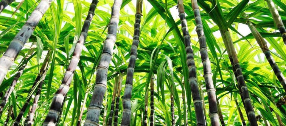 Cali: Sugar Cane Farm and El Paraiso Hacienda Day Trip - Experience Overview