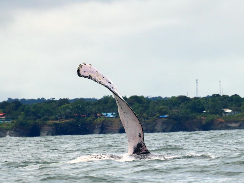Cali: Whale Watching in the Colombian Pacific Coast - Experience Highlights