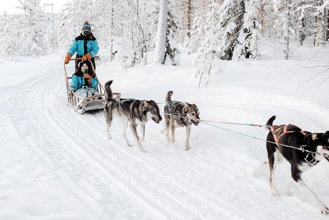 Call of the Wild Morning 90 Minute Self Driven Husky Safari - Meet the Huskies and Gear Up